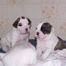 Amerikansk bulldog Kettner´s Genie R.I.P