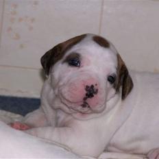 Amerikansk bulldog Kettner´s Genie R.I.P