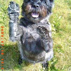 Cairn terrier Emma<3 *Himmelhunden*