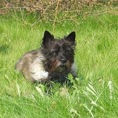 Cairn terrier Emma<3 *Himmelhunden*