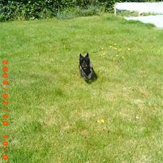 Cairn terrier Emma<3 *Himmelhunden*