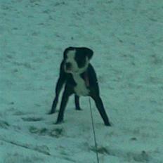 Blanding af racer tyson