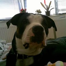 Blanding af racer tyson