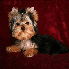 Yorkshire terrier Ramona  of Padawi´s