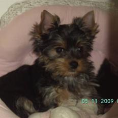 Yorkshire terrier NobleYork´s One More Time