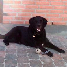 Blanding af racer Walther - R.I.P