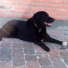 Blanding af racer Walther - R.I.P