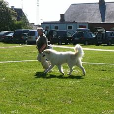 Pyreneerhund Sandybear's Jaffa