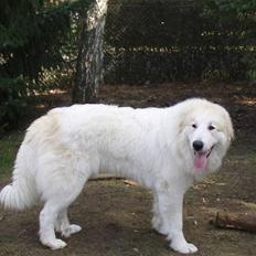 Pyreneerhund Sandybear's Jaffa