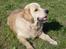 Golden retriever Joey - Joey i solen