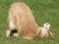 Golden retriever Joey - Joey leger med sig selv