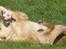 Golden retriever Joey - Joey ææælsker bolden
