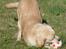 Golden retriever Joey - Joey leger stadig med sig selv