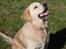 Golden retriever Joey