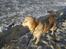 Golden retriever Joey - Stranden sep. 09
