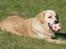Golden retriever Joey - Er jeg ikk bar lækker??