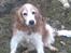 Welsh springer spaniel Qitaihe - Øffe