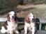 Welsh springer spaniel Qitaihe - Øffe