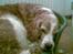 Welsh springer spaniel Qitaihe - Øffe