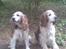 Welsh springer spaniel Qitaihe - Øffe