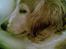 Welsh springer spaniel Qitaihe - Øffe
