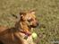 Blanding af racer Chihuahua/Dværgpinscher *~ Paya ~* R.I.P - Til træf ved Utterslev mose d. 26.03.11