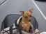 Blanding af racer Chihuahua/Dværgpinscher *~ Paya ~* R.I.P - Hurtigere moar, hurtigere!! :oD