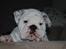 Engelsk bulldog Douglas  - Filosoffen Douglas
