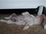 Engelsk bulldog Douglas  - Zzzzzzzzz