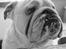 Engelsk bulldog Douglas 