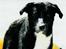 Karelsk bjørnehund Blanding | Snøvs