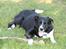 Karelsk bjørnehund Blanding | Snøvs
