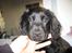 Field Trial Cockerspaniel Magnus