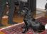 Field Trial Cockerspaniel Magnus
