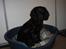 Field Trial Cockerspaniel Magnus