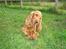 Cocker spaniel Sigurd - Tjoko, Sigurds far.