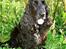 Cocker spaniel Sigurd - Smilla, Sigurds mor.