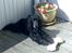 Cocker spaniel Sigurd - Sigurd har fået føs´das´ben...
