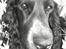 Cocker spaniel Sigurd - Kuk-kuk...