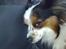 Papillon Luton R.I.P. - Nuttet(;