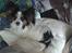 Papillon Luton R.I.P.