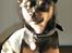 Chihuahua Buddy