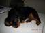 Cavalier king charles spaniel Cavalierhyttens Bella.