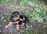 Cavalier king charles spaniel Cavalierhyttens Bella.