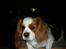 Cavalier king charles spaniel Lady DØD DEN 29 SEP 2011.