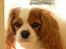 Cavalier king charles spaniel Molly Død 1 Februar 2010.
