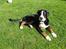 Grosser schweizer sennenhund Grosser Stars Amanda