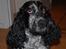 Cocker spaniel Mille - Smukke tøz! :D