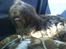 Shih tzu Ludwig. RIP ! - Så lad gå da :S