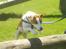 Dansk svensk gaardhund Nox - spring med